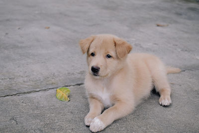 High angle view of puppy on street