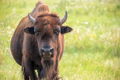 Portrait of bison standing on field