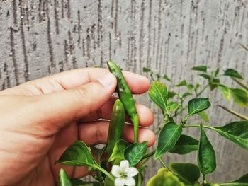 Close-up of hand holding tomato plant
