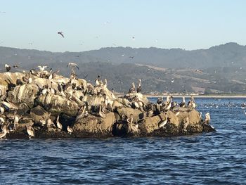 View of birds on sea shore against clear sky