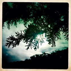 Low angle view of trees against cloudy sky