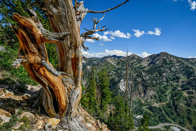 Dead tree on mountain against sky