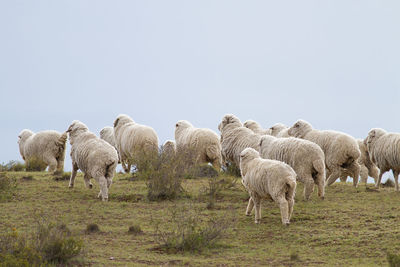 Sheep grazing in a field