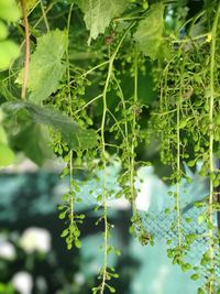 Close-up of fresh green plant