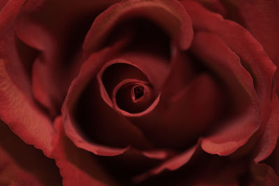 Close-up of red rose