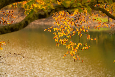Close-up of yellow maple leaves on tree