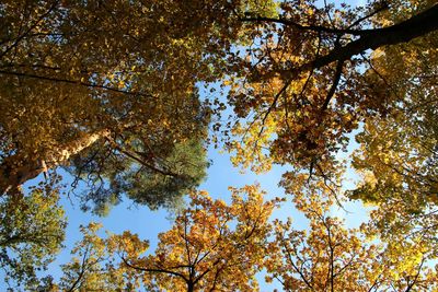 Low angle view of trees against clear blue sky