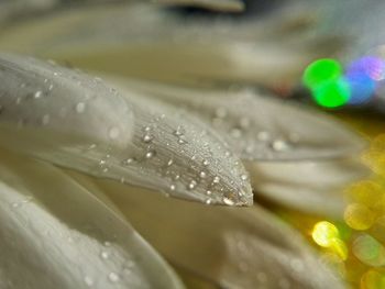 Close-up of water drops on flower