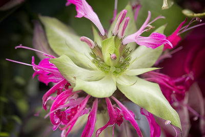 Close-up of pink flowering plant