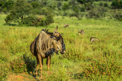 Horses in a forest