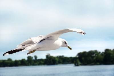 Seagull flying over sea against sky