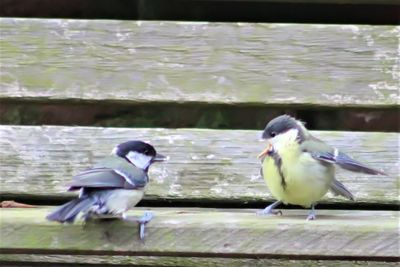 Close-up of birds perching on lake