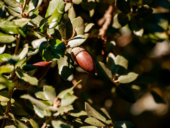 Close-up of fruits growing on tree