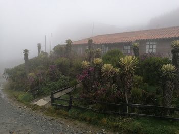 Trees and plants in city during rainy season