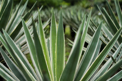 Full frame shot of succulent plants