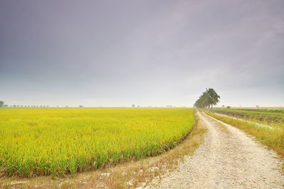 Scenic view of agricultural field against cloudy sky