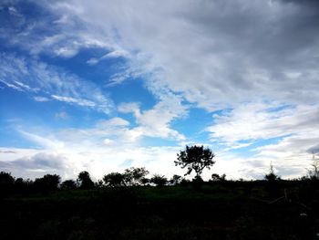 Trees on field against sky