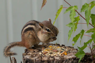 Close-up of chipmunk eating seeds on wood