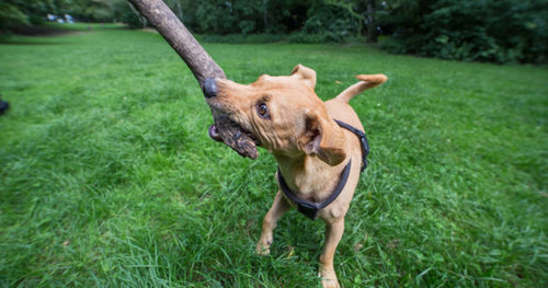 Dog running on grass