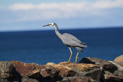 High angle view of gray heron perching on rock by sea against sky