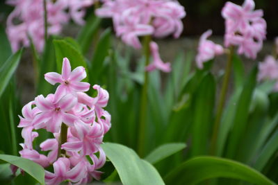 Close-up of pink flowers blooming outdoors