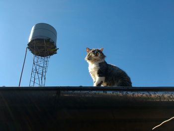 Low angle view of cat sitting against clear sky