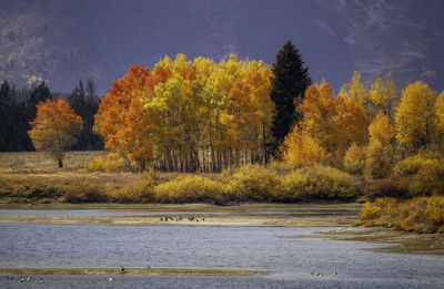 Trees by lake during autumn