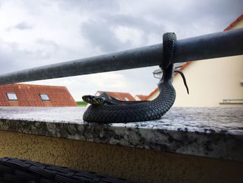 Close-up of lizard on roof against sky