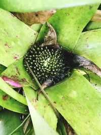 Close-up of prickly pear cactus