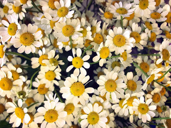 Close-up of white daisy flowers