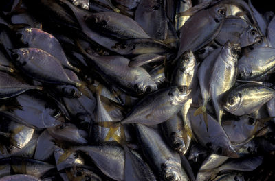 Full frame shot of fish for sale at market