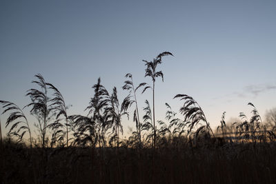 Silhouette plants against sky during sunset