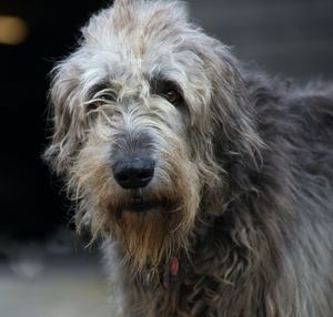 Close-up portrait of dog