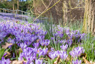 Close-up of purple crocus flowers growing in field