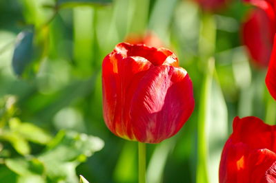 Close-up of red tulip