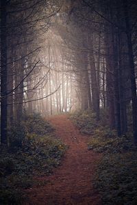 Trees growing in forest during autumn