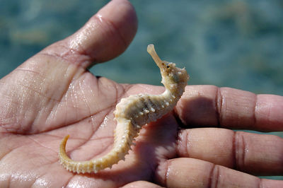 Close-up of hand holding small