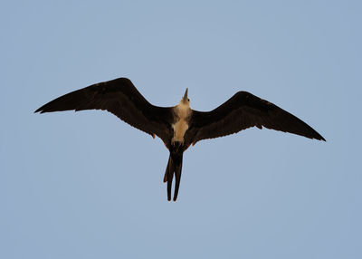 Low angle view of eagle flying against clear sky