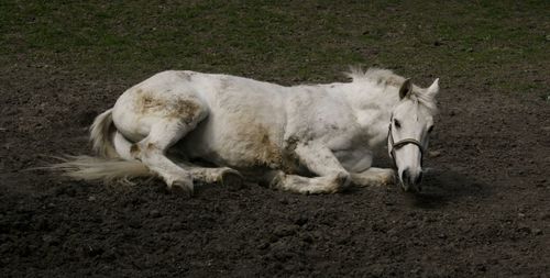 Horses in the field