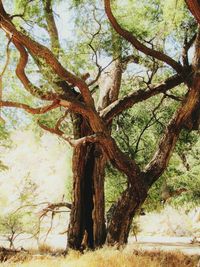 Close-up of tree trunk