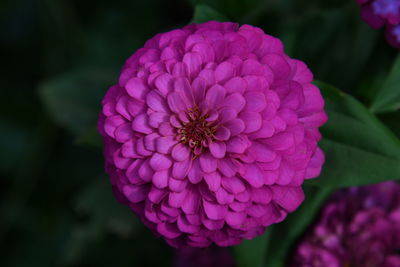 Close-up of pink dahlia flower