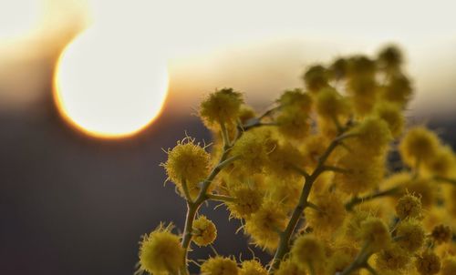 Close-up of white flowers at sunset