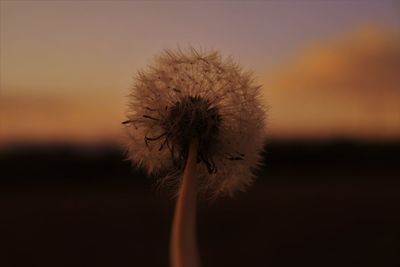 Close-up of dandelion flower against sunset