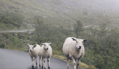 View of cows on landscape