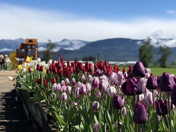 Close-up of purple tulip flowers against sky