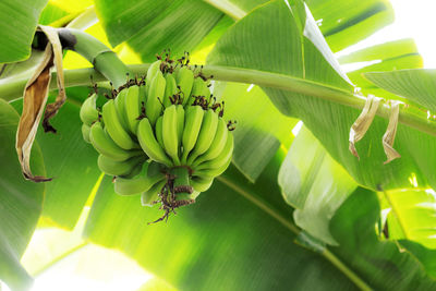 Close-up of banana fruit on leaves