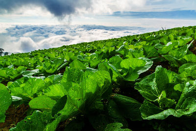 Cabbages growing on farm against sky
