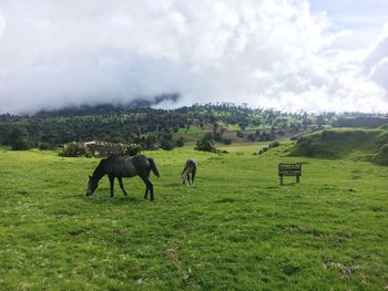 Horses grazing in a field