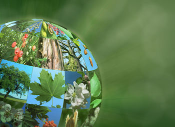 Close-up of flowering plant against blurred background