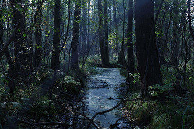 Stream passing through forest